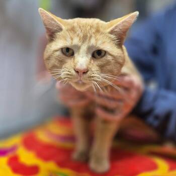 Rescue Domestic Short Hair Cats for Adoption in Byron Center, Michigan - Chuck | PetCurious