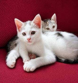 Domestic Short Hair Cats Available for Adoption in Knoxville, Tennessee - Butler | PetCurious