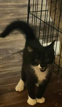 Bonded Pair of Males -  Domestic Short Hair Cat for Adoption in Battle Ground, Washington - Bonded Pair Of Males | PetCurious