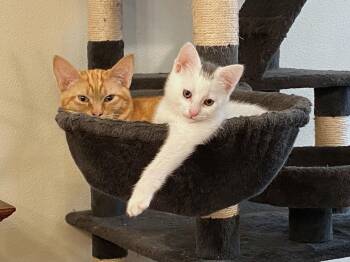 Domestic Short Hair Cats Available for Adoption - ADI - Family-friendly Kitten | PetCurious