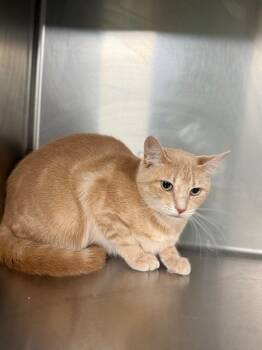 Cleo -  Domestic Short Hair Cat for Adoption in Waverly, Tennessee - Cleo | PetCurious