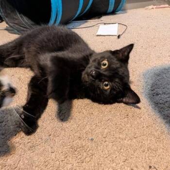 Count Chocula -  Domestic Short Hair Cat for Adoption in Skokie, Illinois - Count Chocula | PetCurious