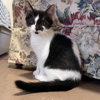 Marble -  Domestic Short Hair Cat for Adoption in Bel Air, Maryland - Marble | PetCurious