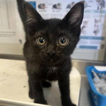 JOY -  Domestic Short Hair Cat for Adoption in San Antonio, Texas - JOY | PetCurious
