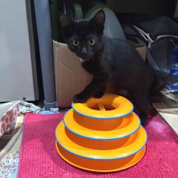 Ray -  Domestic Short Hair Cat for Adoption in Wheeling, Illinois - Ray | PetCurious