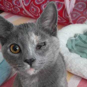 Rescue Domestic Short Hair Cats for Adoption in Newport News, Virginia - Tina | PetCurious