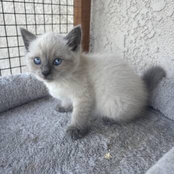Romeo -  Snowshoe Cat Available for Adoption in Costa Mesa, California - Romeo | PetCurious