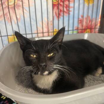 Rosa -  Domestic Short Hair Cat for Adoption in Jacksonville, Florida - Rosa | PetCurious