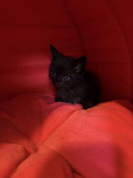 Bat Boy -  Domestic Short Hair Cat for Adoption in Poplar Grove, Illinois - Bat Boy | PetCurious