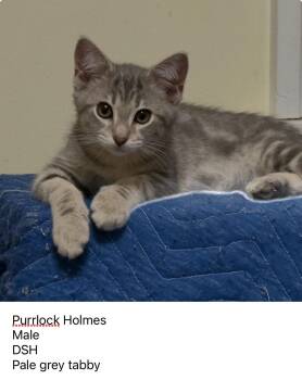 Purrlock Holmes -  Domestic Short Hair Cat for Adoption in Garden City, Michigan - Purrlock Holmes | PetCurious