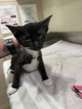 Avery -  Domestic Short Hair Cat for Adoption in Manitowoc, Wisconsin - Avery | PetCurious