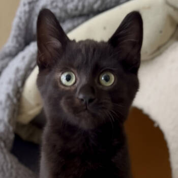 Rescue Domestic Short Hair Cats for Adoption in Elfin Forest, California - Frank | PetCurious