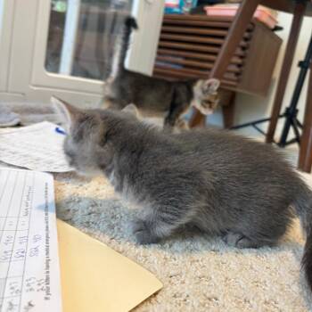 Domestic Medium Hair Cats Available for Adoption in Austin, Texas - Parfait 6 | PetCurious