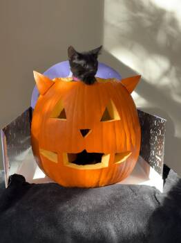 Rescue Domestic Short Hair Cats for Adoption in Fishers, Indiana - Flora | PetCurious