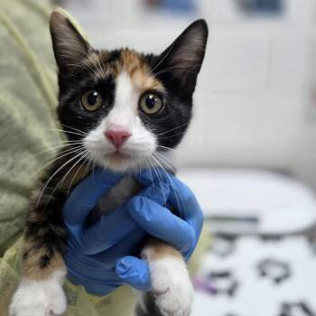 Cicely -  Domestic Short Hair Cat for Adoption in Incline Village, Nevada - Cicely | PetCurious