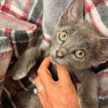 Misha -  Domestic Short Hair Cat for Adoption in Evansville, Indiana - Misha | PetCurious
