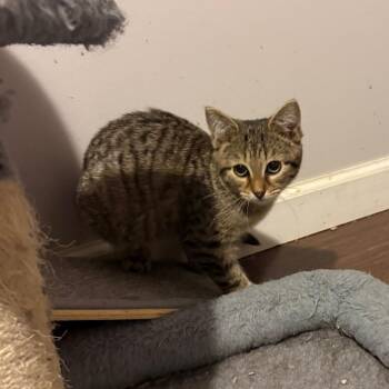 Meir -  Domestic Long Hair Cat for Adoption in Hedgesville, West Virginia - Meir | PetCurious