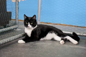 Rescue Domestic Short Hair Cats for Adoption - Jude | PetCurious