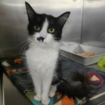 Oreo -  Domestic Medium Hair Cat for Adoption in Spokane, Washington - Oreo | PetCurious