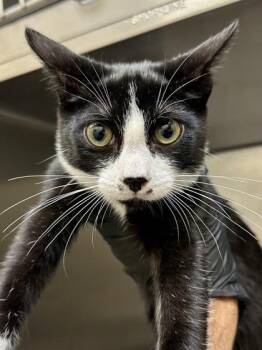 Jake -  Domestic Short Hair Cat for Adoption in Wichita, Kansas - Jake | PetCurious