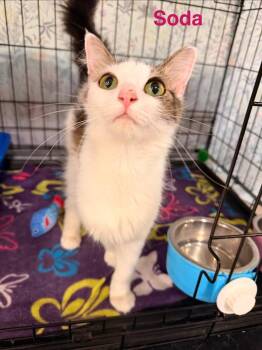 Soda -  Domestic Medium Hair Cat for Adoption in Clarksville, Tennessee - Soda | PetCurious