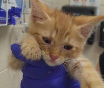 Potato -  Domestic Short Hair Cat for Adoption in Westland, Michigan - Potato | PetCurious