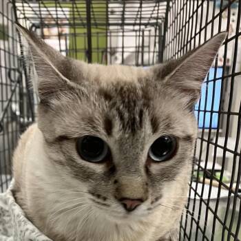 Aurora -  Domestic Short Hair Cat for Adoption in Las Cruces, New Mexico - Aurora | PetCurious