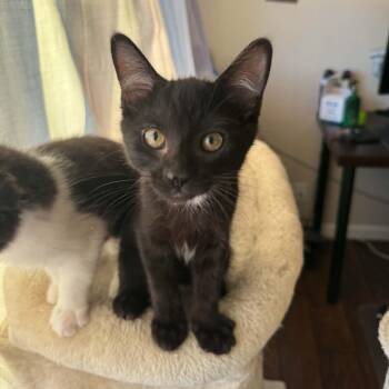 Hershey -  Domestic Short Hair Cat for Adoption in Antioch, California - Hershey | PetCurious