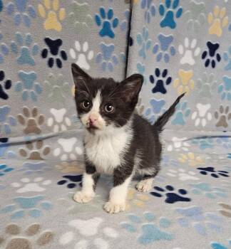 Alberta -  Domestic Short Hair Cat for Adoption in Wabash, Indiana - Alberta | PetCurious