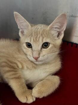 Tobias -  Domestic Short Hair Cat for Adoption in Cottonwood, Arizona - Tobias | PetCurious