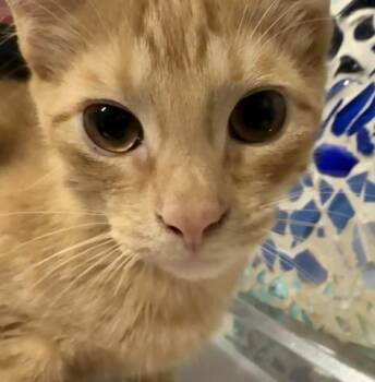BENGA -  Domestic Short Hair Cat for Adoption in Pensacola, Florida - BENGA | PetCurious