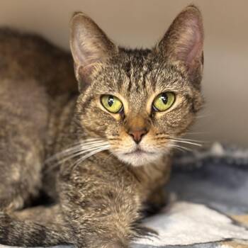 Domestic Short Hair and Tiger Cats Available for Adoption in Batavia, New York - Pearl | PetCurious