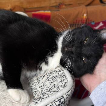 Domestic Short Hair Cats Available for Adoption - Paulette C10365 | PetCurious