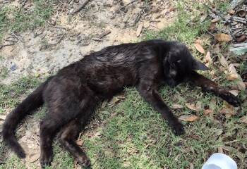 Domestic Short Hair Cats Available for Adoption in San Antonio, Texas - NIOR | PetCurious