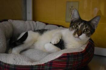 Stephanie -  Domestic Medium Hair and Domestic Short Hair Cat for Adoption in Kansas City, Missouri - Stephanie | PetCurious