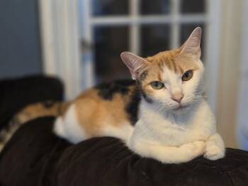 Emberly -  Calico Cat for Adoption in Kenhorst, Pennsylvania - Emberly | PetCurious