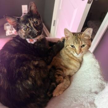 Europa (bonded with Jupiter) -  Domestic Short Hair Cat for Adoption in Rossville, Georgia - Europa (bonded With Jupiter) | PetCurious