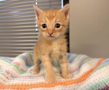 Rusty -  Domestic Short Hair and Tabby Cat for Adoption in Batesville, Arkansas - Rusty | PetCurious