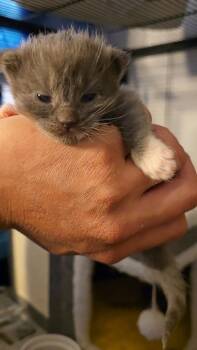 Maine Coon and Ragamuffin Cats Available for Adoption in Pacifica, California - Bolognese | PetCurious