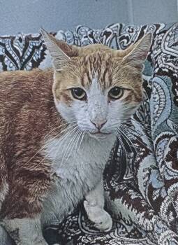 Rescue Domestic Medium Hair Cats for Adoption in Fort Madison, Iowa - Russet | PetCurious