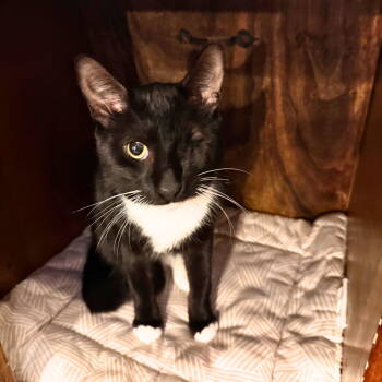 Rescue Domestic Short Hair Cats for Adoption - Fatboy Whitman | PetCurious