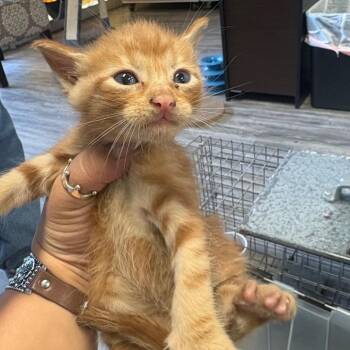 Pumpkin -  Domestic Short Hair Cat for Adoption in Lake Jackson, Texas - Pumpkin | PetCurious