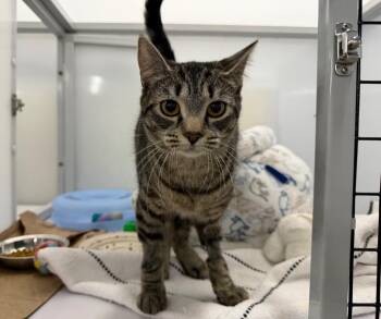 Domestic Short Hair Cats Available for Adoption - Pipette | PetCurious