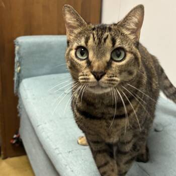 Lindsay -  Domestic Short Hair Cat for Adoption in Norwalk, Connecticut - Lindsay | PetCurious