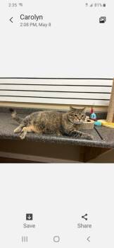 Rescue Domestic Short Hair Cats for Adoption in Myrtle Beach, South Carolina - Zelda - 9 Yo Senior | PetCurious