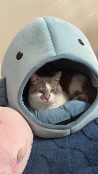 Domestic Short Hair Cats Available for Adoption - Kenobi | PetCurious