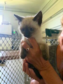 Magnolia SF -  Siamese Cat for Adoption in Newaygo, Michigan - Magnolia SF | PetCurious