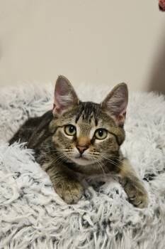 Skylar -  Domestic Short Hair Cat for Adoption in Fairhope, Alabama - Skylar | PetCurious
