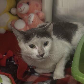 Hut -  Domestic Short Hair Cat for Adoption in Kanab, Utah - Hut | PetCurious