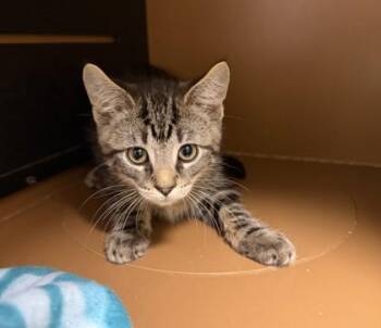 RALPH -  Domestic Short Hair Cat for Adoption in Hamilton Township, New Jersey - RALPH | PetCurious